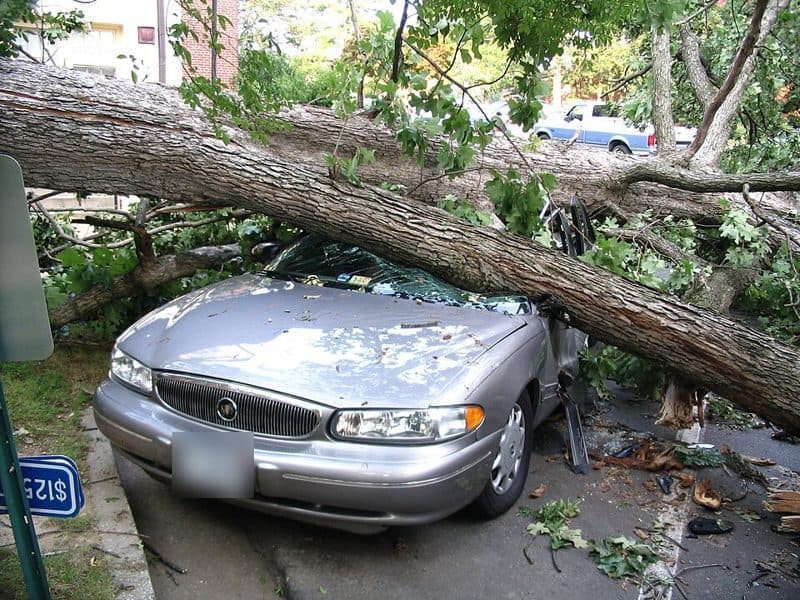 Barcroft 1100 Thomas St Car Damaged by Tree (7536694422)